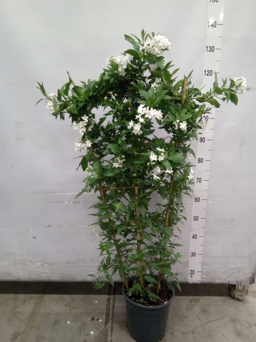 <h4>Solanum jasminoides</h4>