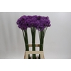 Allium Gladiator