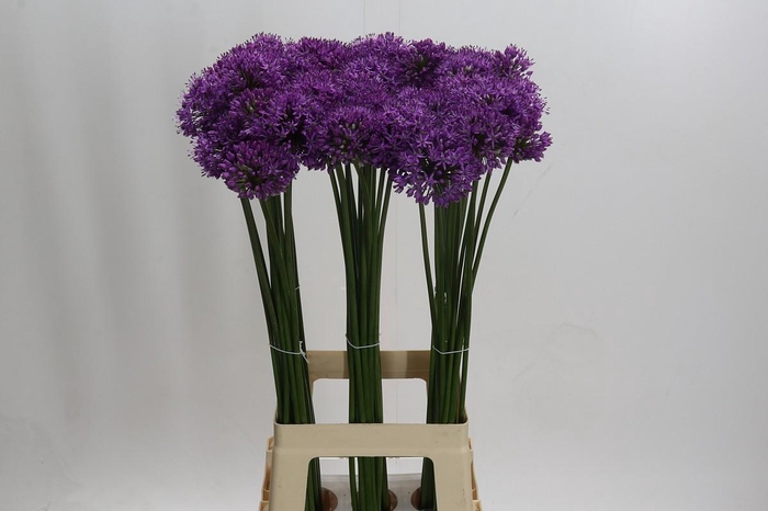 <h4>Allium Gladiator</h4>