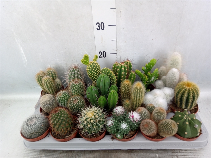 <h4>Cactus   ...mix</h4>