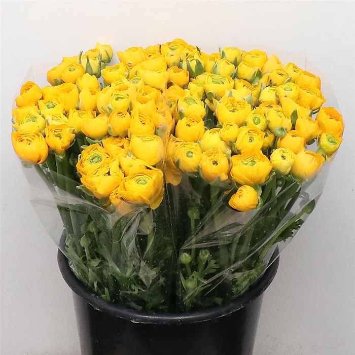 <h4>Ran El Yellow Extra</h4>