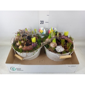 Arr.   Bol/Knolgewas L%