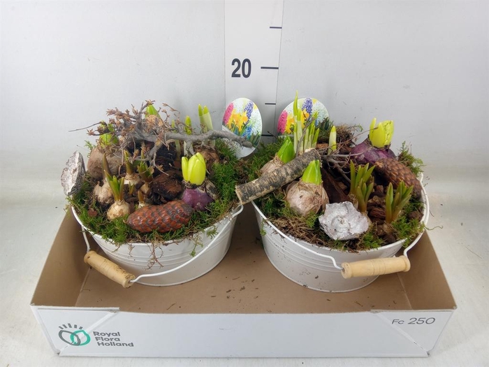 <h4>Arr. Bol/Knolgewas L%</h4>