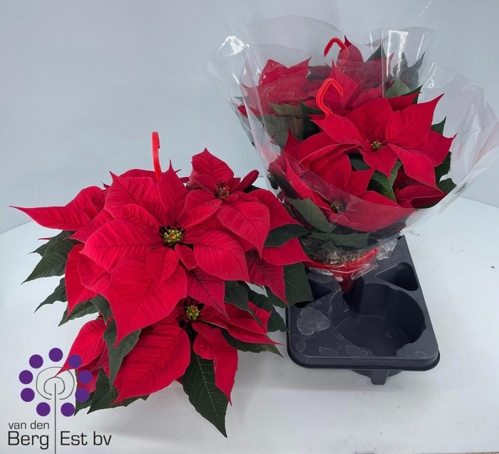 <h4>EUPHOR P CHR GLORY</h4>