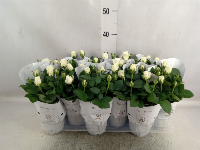 <h4>Rosa  'Amorosa Infinity White'</h4>