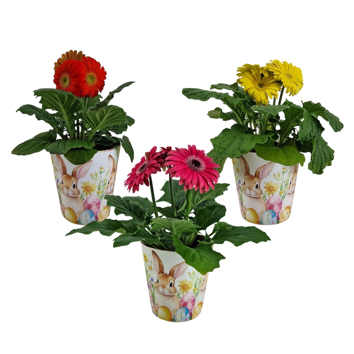 <h4>Gerbera gemengd 2+ bl12cm in Paas beker</h4>