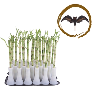 Lucky Bamboo Stem Straight 30cm in Tube Vase White