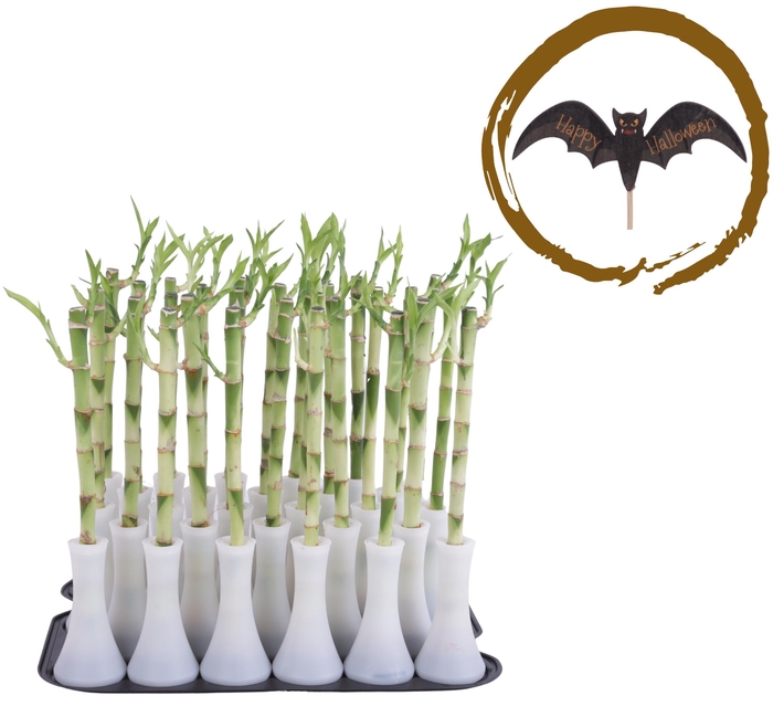 <h4>Lucky Bamboo Stem Straight 30cm in Tube Vase White</h4>