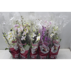 PHALAENOPSIS MINI P12 4 HT