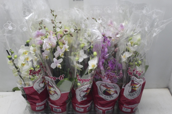 <h4>PHALAENOPSIS MINI P12 4 HT</h4>