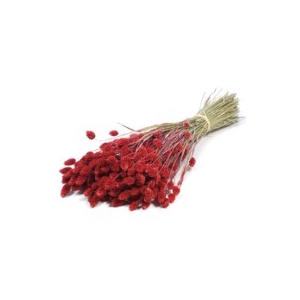 .Phalaris red