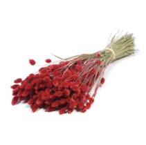 .Phalaris red