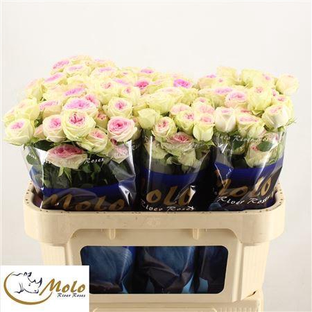 <h4>R Tr Gelato</h4>