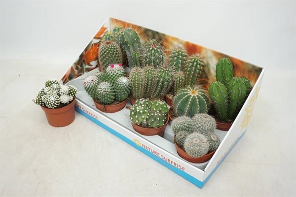 Cactus mix 10,5Ø 15cm