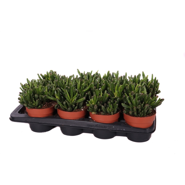 <h4>Crassula hobbit 12 cm</h4>