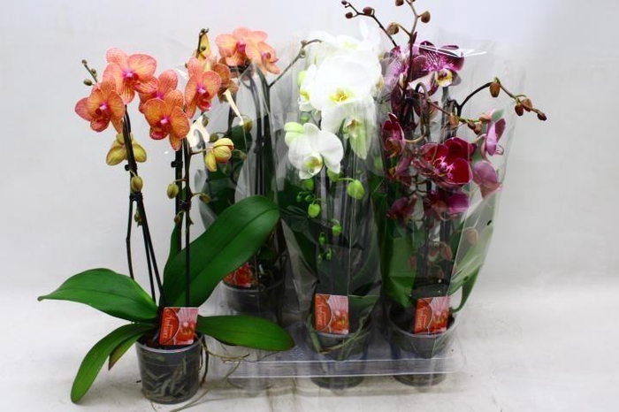 <h4>PHAL EL CASCADE</h4>