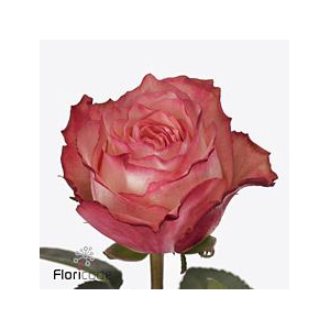 Rosa large attraction