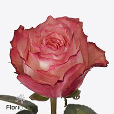 <h4>Rosa large attraction</h4>