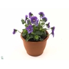 Viola cornuta blue