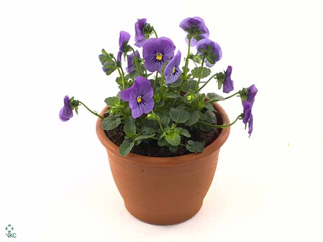 Viola cornuta blue