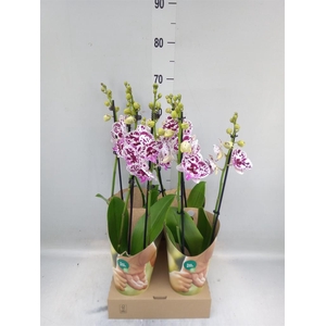 Phalaenopsis  'FC Speechless Elega'