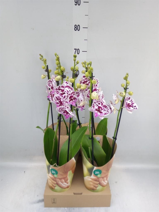<h4>Phalaenopsis  'FC Speechless Elega'</h4>