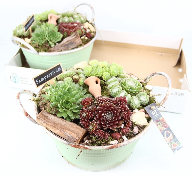 ARR SEMPERVIVUM