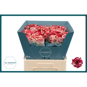 R GR HARLEQUIN GLAMOUR