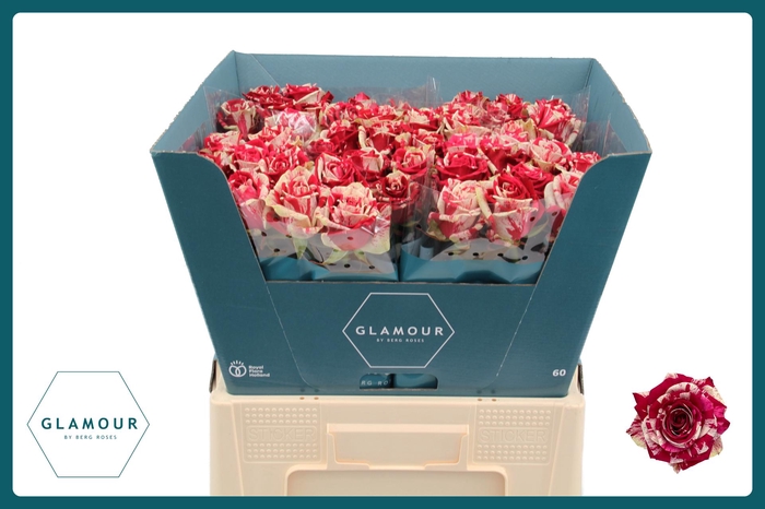 <h4>R GR HARLEQUIN GLAMOUR</h4>