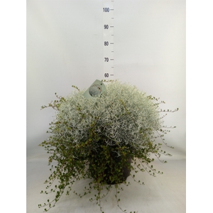 Leucophyta brownii 'Silvercalos'