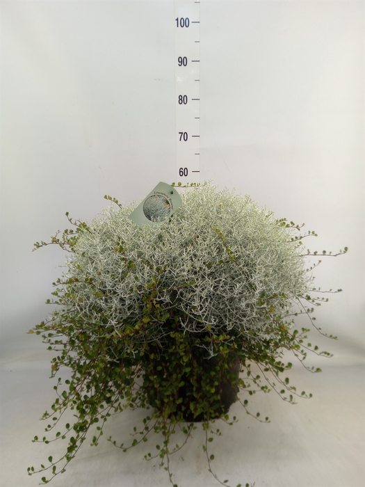 <h4>Leucophyta brownii 'Silvercalos'</h4>