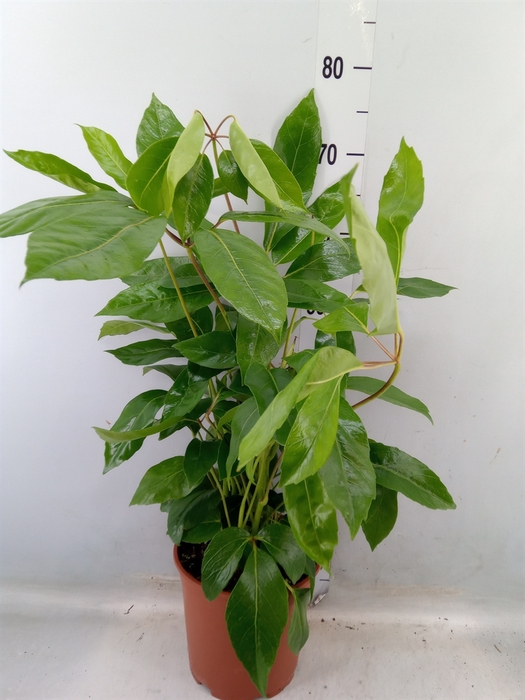 <h4>Schefflera actin.</h4>