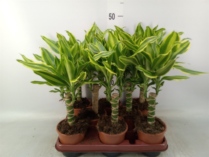 <h4>Dracaena frag. 'Golden Queen'</h4>