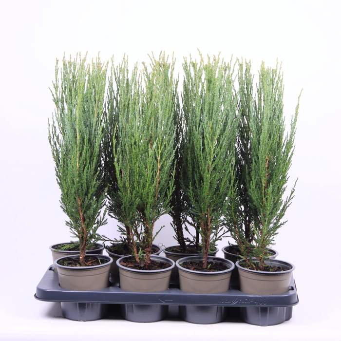 <h4>Juniperus scopulorum Blue Arrow</h4>