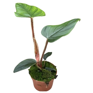 Philodendron Serpens