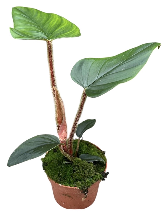 <h4>Philodendron Serpens</h4>