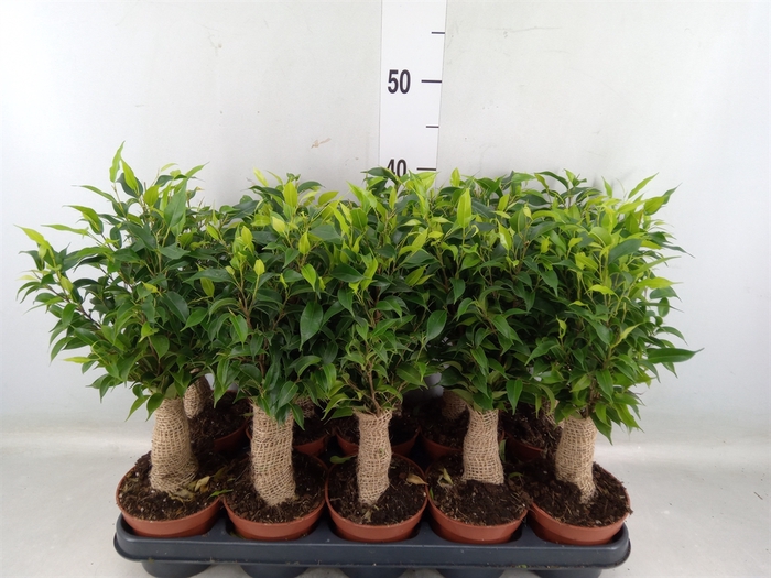 <h4>Ficus benja. 'Natasja'</h4>