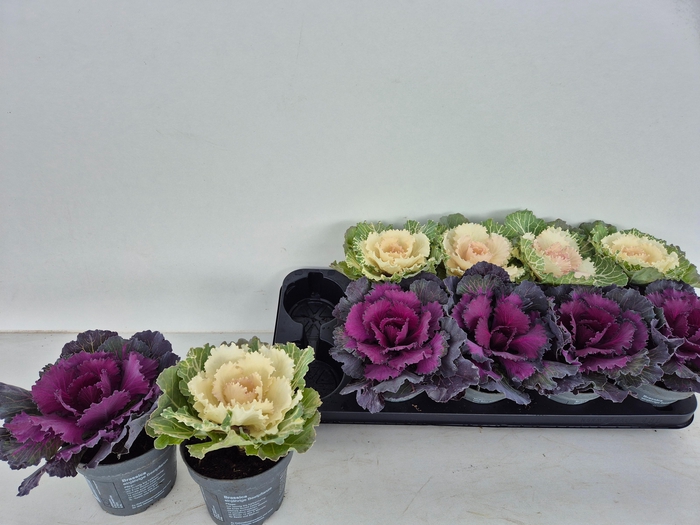 <h4>BRASSICA (SIERKOOL)</h4>