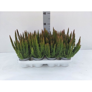 Calluna vulg. 'Skyline Stockholm'