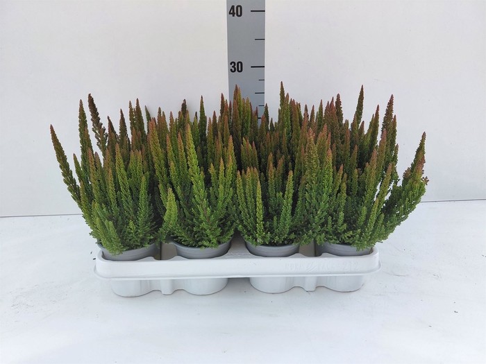 Calluna vulg. 'Skyline Stockholm'