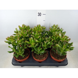 Crassula ovata 'Trompet'