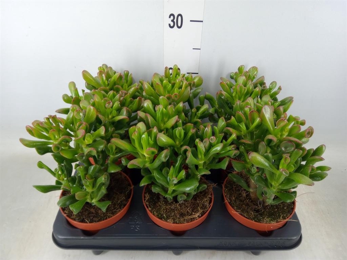 <h4>Crassula ovata 'Trompet'</h4>
