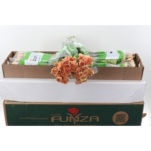 Di St Sonora Box