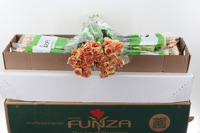 <h4>Di St Sonora Box</h4>