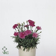 Dianthus car. 'Annet'