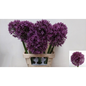 Allium Grootbloemig