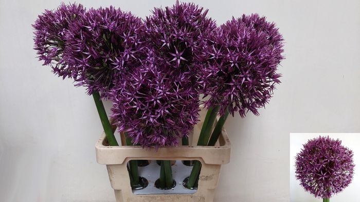 <h4>ALLIUM GROOTBLOEMIG</h4>