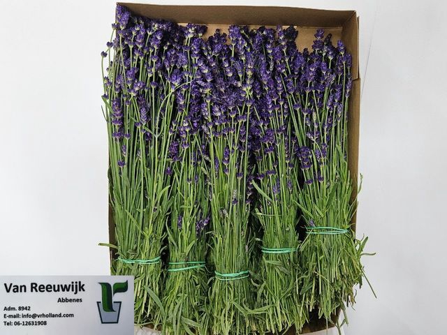 <h4>LAVANDULA ANGUST BOS</h4>