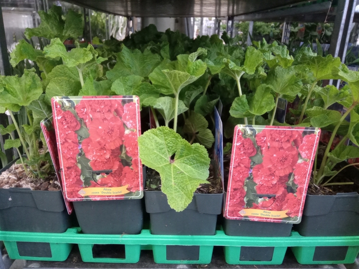 <h4>Alcea   ...</h4>