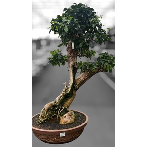 Bougainvillea spectabilis, pot 55 cm, height 140cm. (single item)